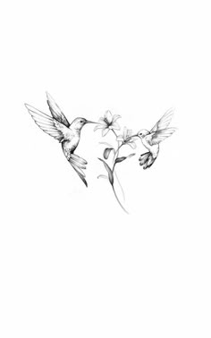 two hummingbirds flying next to each other on a white background