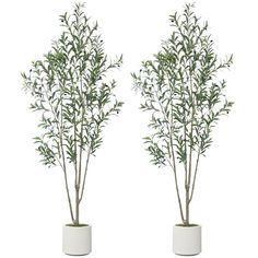 two white vases with green plants in them