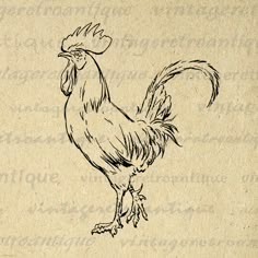 a black and white drawing of a rooster