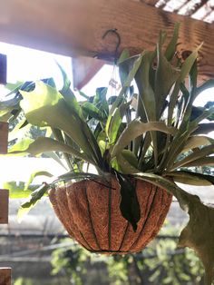 a potted plant hanging from the ceiling