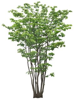 a tall tree with lots of leaves on it's branches, in front of a white background