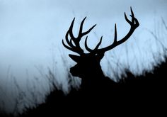 the silhouette of a deer's head is shown against a cloudy sky