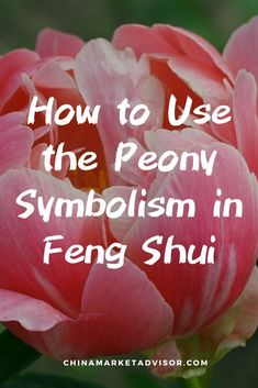 The Peony Symbolism in Feng Shui Feng Shui Entryway, Chinese Peonies, Feng Shui For Beginners, Feng Shui Love, Fend Shui, Feng Shui Basics, Feng Shui Rules, Feng Shui Elements, Feng Shui Guide