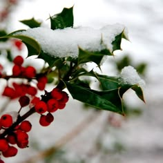 holly berries with snow on them and green leaves