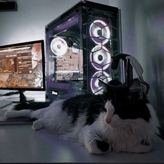 a black and white cat laying on top of a desk next to a computer