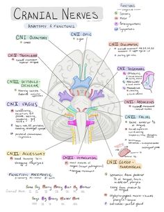 the human brain is labeled in several different languages, including words and pictures on it