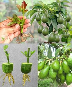 there are green fruits and plants growing in the ground, with hands holding them up