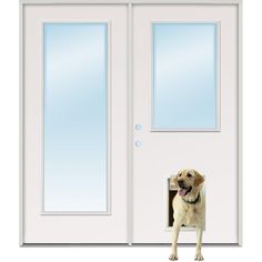 a dog is standing in front of a white door with a glass paneled window