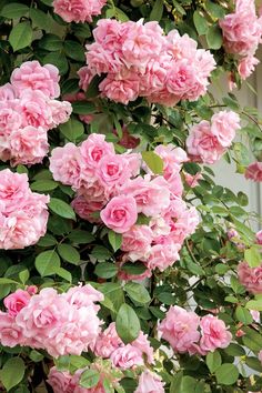 pink flowers growing on the side of a building