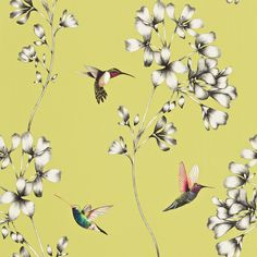 two hummingbirds are flying near some flowers on a yellow background with white orchids