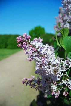 purple lilacs blooming on the side of a dirt road in front of green trees