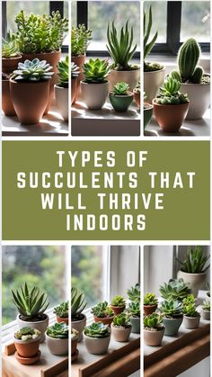 Variety of indoor succulents in pots by a window. Low Light Succulents, Grow Succulents, Indoor Succulents, Holiday Cactus, Cactus Types, Types Of Succulents, Succulent Care