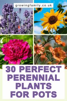 flowers with the words 30 perfect perennial plants for pots