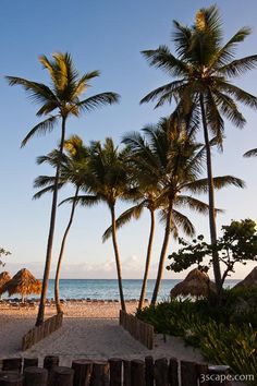 palm trees line the beach as the sun sets