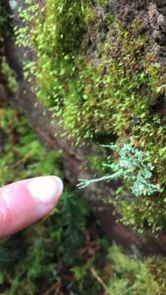 a finger is pointing at a mossy wall with small green plants growing on it