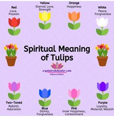 the seven types of flowers that can be used to spell out different meaningss and feelings