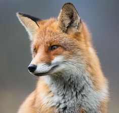 a close up of a red fox looking at the camera