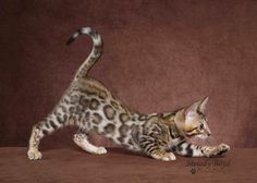 a small kitten playing with its paw on a brown tableclothed surface in front of a red wall