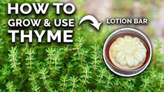 how to grow and use thyme - lotion bar recipe for beginner gardeners