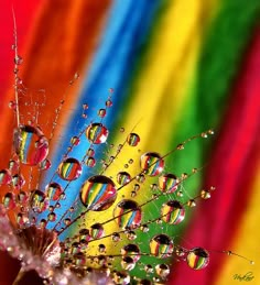 water droplets on a colorful background with rainbow colors in the backgroung and behind it is a dandelion