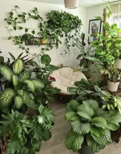 a room filled with lots of green plants and potted plants on top of hard wood floors