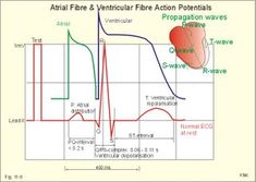 the diagram shows how air flow and ventricular function are used in this model