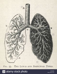 the lungs and bronchal tubes are shown in this illustration from an old book