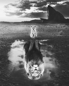 a lion standing on its hind legs in the middle of a body of water with another animal sitting on it's back