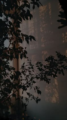 the sun is shining through some leaves in front of a window