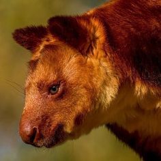 a close up of a brown and black animal with orange fur on it's face