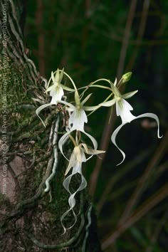 white flowers growing on the side of a mossy tree trunk with vines hanging from it