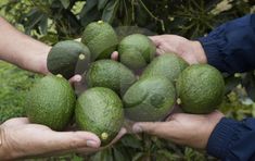 several people holding green avocados in their hands