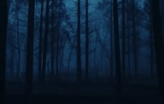 a dark forest filled with lots of trees covered in fog and light blue hues