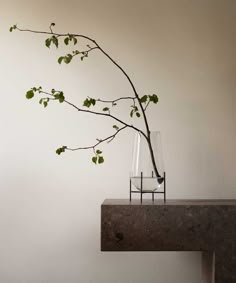 a branch with leaves in a vase on top of a table next to a wall