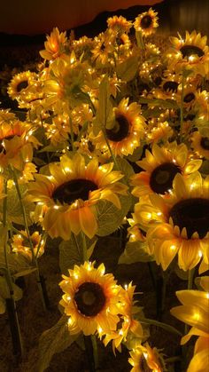 the sunflowers are lit up and ready to be picked from the field at night