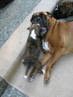 two dogs and a cat playing together on the ground