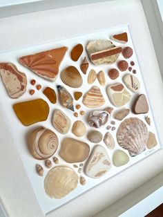 there are many different sea shells in this picture