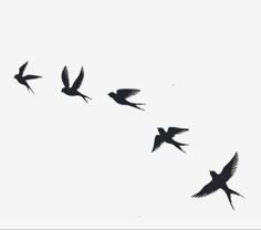 a flock of birds flying across a white sky