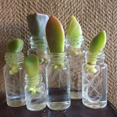 four small glass jars with plants in them