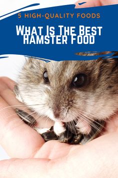 a hamster is being held in someone's hand with the words, 5 high quality foods what is the best hamster food?