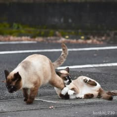 two cats playing with each other in the street