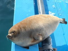 a sea lion resting on the side of a boat