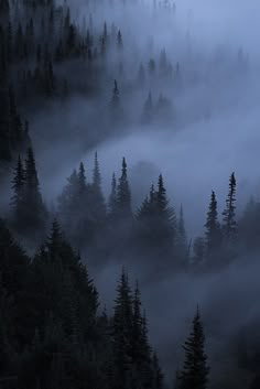 the fog is covering the trees in the mountains at night and it looks like they're coming out of the woods