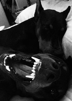 a black and white photo of a dog laying on a bed with its mouth open