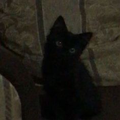 a black cat sitting on top of a couch