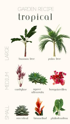 Small, medium and large tropical plants. Tropical plant ideas, tropical garden ideas, tropical gardening, outdoor pool landscaping Miami Backyard Ideas, Miami Inspired Decor, Poolside Plants, Bali Garden, Florida Landscaping, Jungle Gardens, Tropical Garden Design