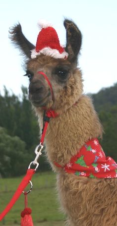 a llama wearing a santa hat and leash