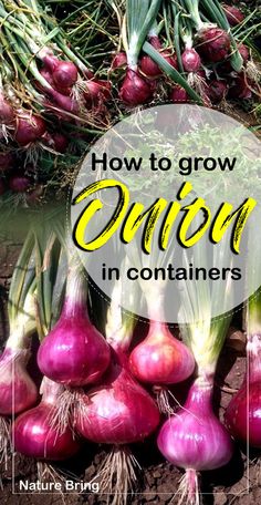 onions and other vegetables with the words how to grow onion in containers