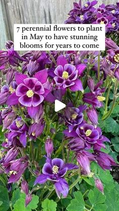 purple flowers with green leaves in the foreground and text that reads, 7 perennial flowers to plant in may to have stunning blooms for years to come