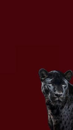 a black leopard standing in front of a red background